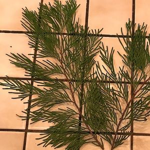 Cedar Branch Decor Free With Purchase